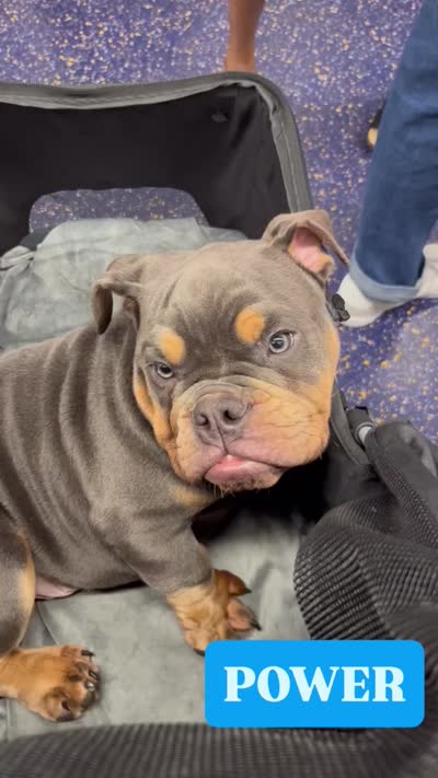 POWER, a male English Bulldog for sale in New York, NY – 9 of 10