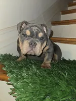 POWER, a male English Bulldog for sale in New York, NY – 1 of 8