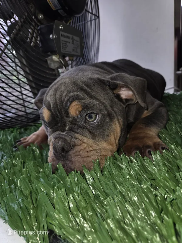 POWER – English Bulldog puppy for sale in New York, NY