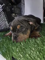 POWER, a male English Bulldog for sale in New York, NY – 1 of 10