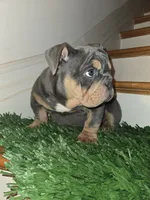 POWER, a male English Bulldog for sale in New York, NY – 3 of 8