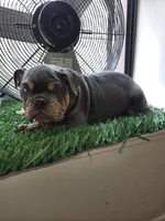 POWER, a male English Bulldog for sale in New York, NY – 4 of 10