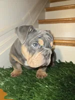 POWER, a male English Bulldog for sale in New York, NY – 7 of 8