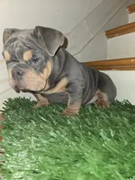 POWER, a male English Bulldog for sale in New York, NY – 4 of 8