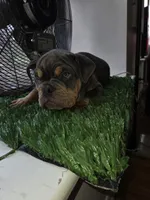 POWER, a male English Bulldog for sale in New York, NY – 5 of 10