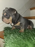 POWER, a male English Bulldog for sale in New York, NY – 6 of 8