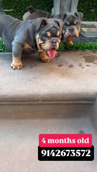 POWER, a male English Bulldog for sale in New York, NY – 10 of 10
