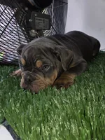 POWER, a male English Bulldog for sale in New York, NY – 2 of 10