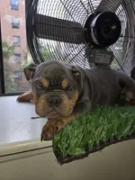 POWER, a male English Bulldog for sale in New York, NY – 7 of 10