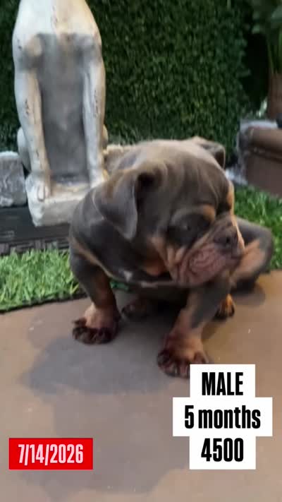 POWER, a male English Bulldog for sale in New York, NY – 8 of 8