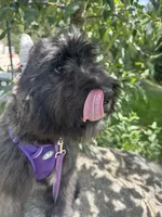 AKC ROCKET CLEARED FOR LAUNCH, a male Bouvier des Flandres for sale in Portola, CA – 2 of 10