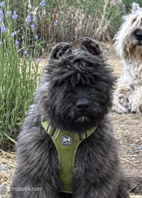 AKC JETT AFTERBURNER ENGAGED! – Bouvier des Flandres puppy for sale in Portola, CA