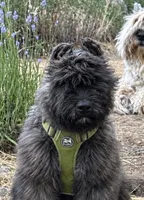 AKC JETT AFTERBURNER ENGAGED!, a male Bouvier des Flandres for sale in Portola, CA – 1 of 8