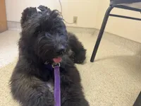 AKC ROCKET CLEARED FOR LAUNCH, a male Bouvier des Flandres for sale in Portola, CA – 3 of 10