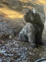 AKC JETT AFTERBURNER ENGAGED!, a male Bouvier des Flandres for sale in Portola, CA – 2 of 8