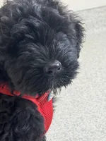 AKC Pilot, a male Bouvier des Flandres for sale in Portola, CA – 2 of 6