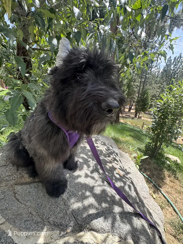 AKC ROCKET CLEARED FOR LAUNCH – Bouvier des Flandres puppy for sale in Portola, CA