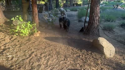 AKC JETT AFTERBURNER ENGAGED!, a male Bouvier des Flandres for sale in Portola, CA – 6 of 8
