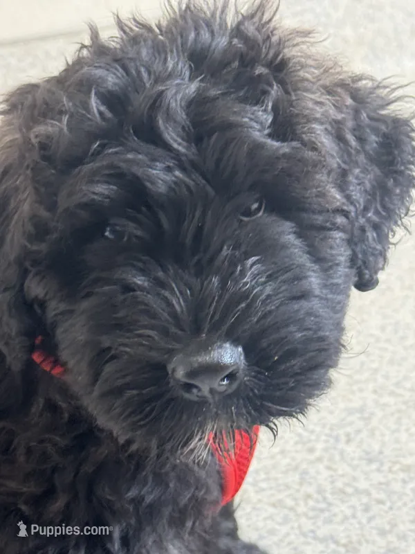AKC Pilot – Bouvier des Flandres puppy for sale in Portola, CA