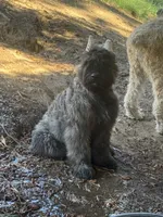 AKC JETT AFTERBURNER ENGAGED!, a male Bouvier des Flandres for sale in Portola, CA – 3 of 8