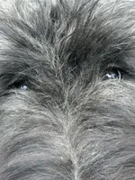 AKC ROCKET CLEARED FOR LAUNCH, a male Bouvier des Flandres for sale in Portola, CA – 5 of 10