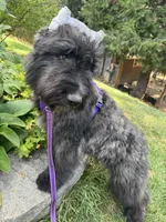 AKC ROCKET CLEARED FOR LAUNCH, a male Bouvier des Flandres for sale in Portola, CA – 9 of 10