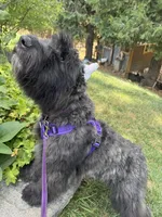 AKC ROCKET CLEARED FOR LAUNCH, a male Bouvier des Flandres for sale in Portola, CA – 8 of 10
