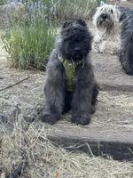 AKC JETT AFTERBURNER ENGAGED!, a male Bouvier des Flandres for sale in Portola, CA – 5 of 8