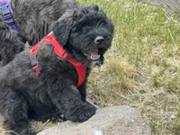 AKC Pilot, a male Bouvier des Flandres for sale in Portola, CA – 3 of 6