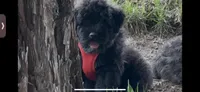 AKC Pilot, a male Bouvier des Flandres for sale in Portola, CA – 6 of 6