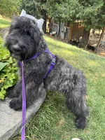 AKC ROCKET CLEARED FOR LAUNCH, a male Bouvier des Flandres for sale in Portola, CA – 7 of 10