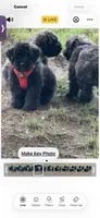 AKC Pilot, a male Bouvier des Flandres for sale in Portola, CA – 4 of 6
