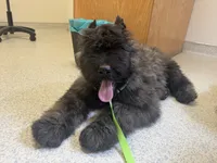 AKC JETT AFTERBURNER ENGAGED!, a male Bouvier des Flandres for sale in Portola, CA – 4 of 8