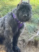 AKC ROCKET CLEARED FOR LAUNCH, a male Bouvier des Flandres for sale in Portola, CA – 4 of 10