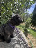 AKC ROCKET CLEARED FOR LAUNCH, a male Bouvier des Flandres for sale in Portola, CA – 10 of 10