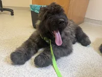 AKC JETT AFTERBURNER ENGAGED!, a male Bouvier des Flandres for sale in Portola, CA – 7 of 8