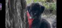AKC Pilot, a male Bouvier des Flandres for sale in Portola, CA – 5 of 6
