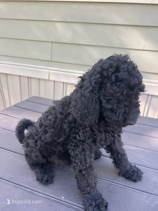 Fancy – Poodle - Standard  puppy for sale in Columbia, LA