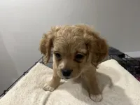 Nova, a female Maltipoo for sale in Chicago, IL – 2 of 3