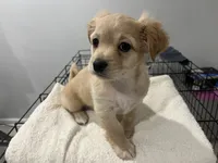 Lilly, a female Maltipoo for sale in Chicago, IL – 2 of 4