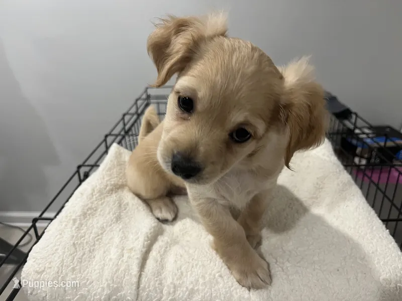 Lilly – Maltipoo puppy for sale in Chicago, IL