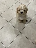 Maddox, a male Maltipoo for sale in Chicago, IL – 3 of 3