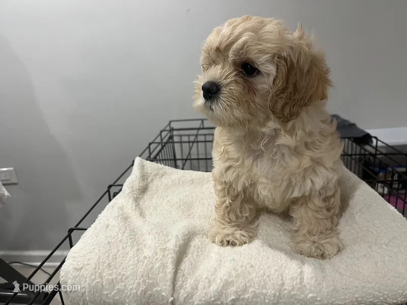 Ivy – Maltipoo puppy for sale in Chicago, IL