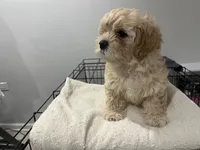 Ivy, a female Maltipoo for sale in Chicago, IL – 1 of 3