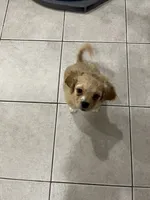 Nova, a female Maltipoo for sale in Chicago, IL – 3 of 3