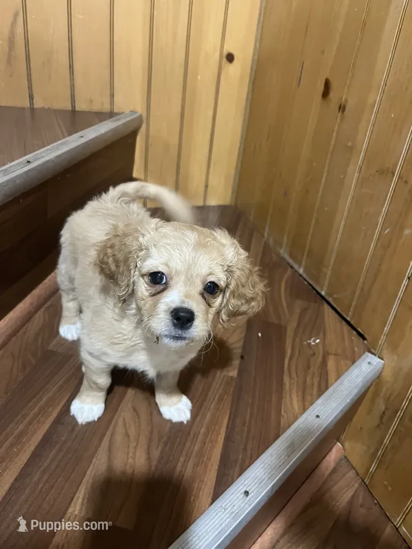 Nova – Maltipoo puppy for sale in Chicago, IL