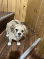 Nova, a female Maltipoo for sale in Chicago, IL – 1 of 3