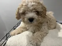 Maddox, a male Maltipoo for sale in Chicago, IL – 1 of 3