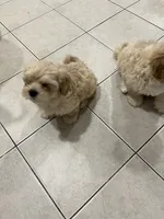 Ivy, a female Maltipoo for sale in Chicago, IL – 2 of 3