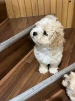 Maddox, a male Maltipoo for sale in Chicago, IL – 2 of 3
